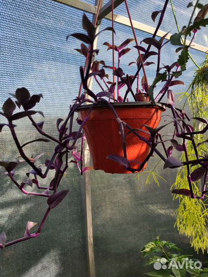 Редкий сорт традесканции