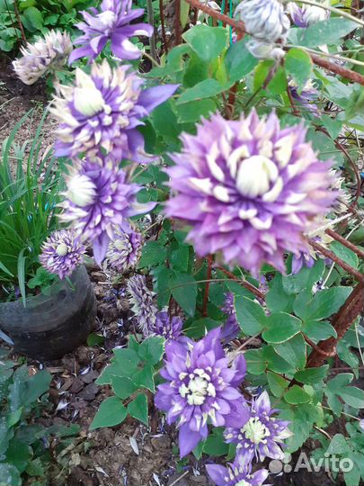 Продажа цветов