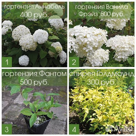 Гортензии древовидная, метельчатая, спирея желтая