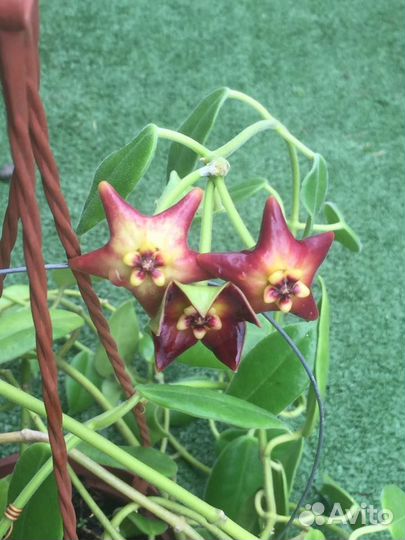 Хойи,крестовник Роули