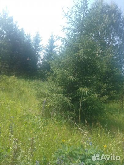 Ели, сосны 1-1,5 метра высота