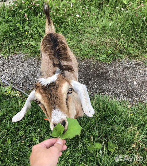 Коза, козел