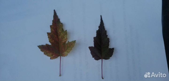 Клен Гиннала