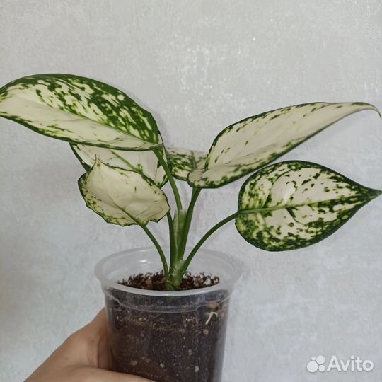 Аглаонема super white