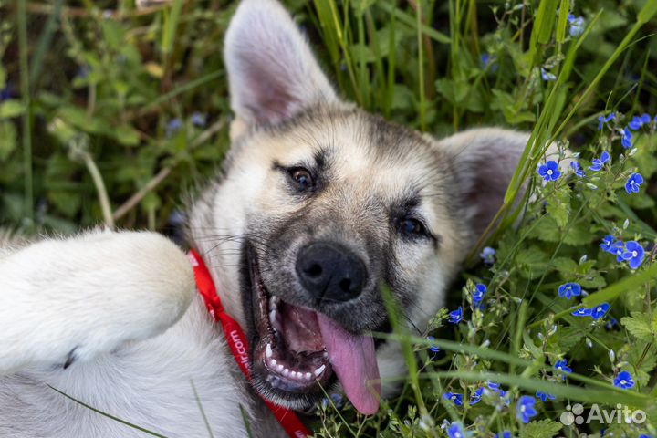 Щенок девочка в добрые руки
