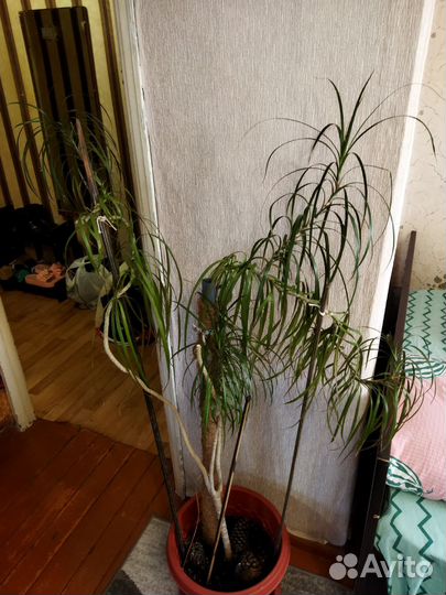 Пальма драцена