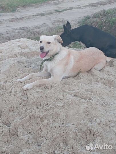 Метис лабрадора