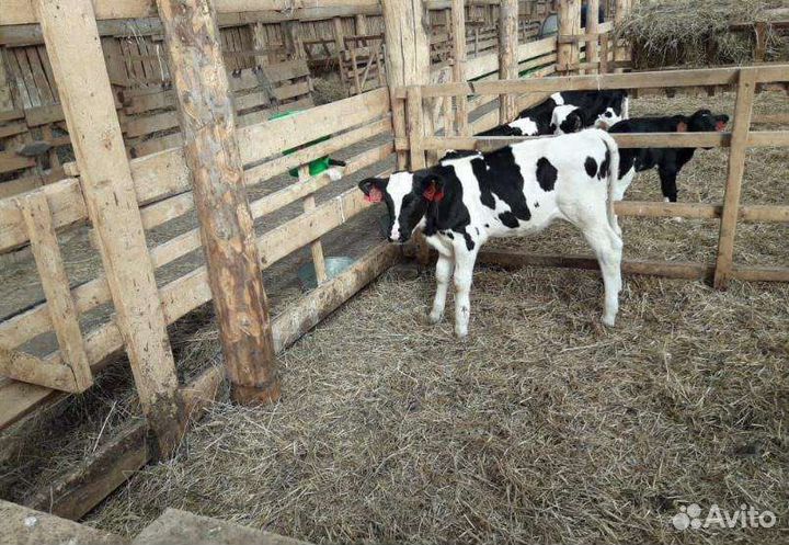 Телята бычки