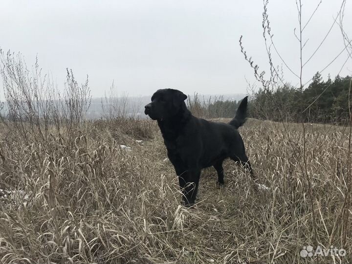 Вязка лабрадор