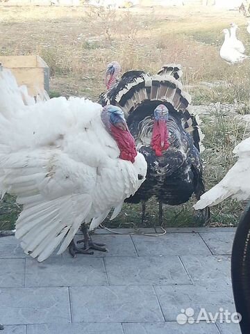 Индюшата суточные