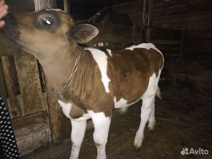 Домашняя корова и два домашних бычка