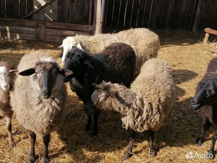 Баран