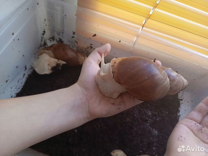 Улитка Ахатины