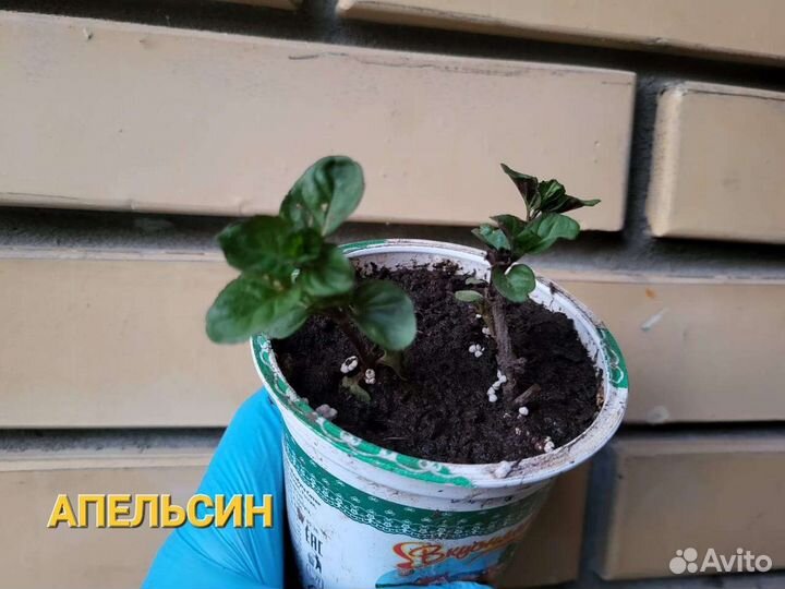 Сортовые мяты