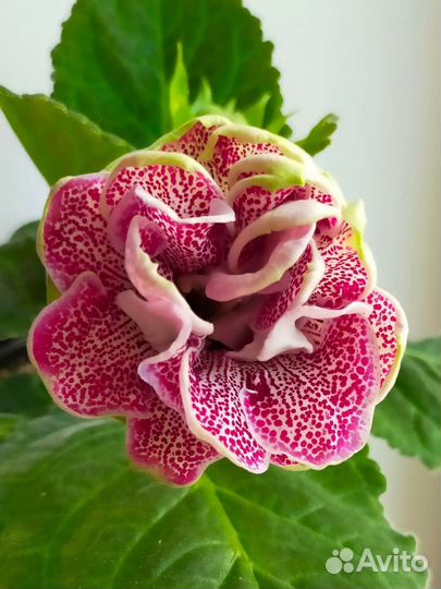 Глоксиния махровая лист, цветущая