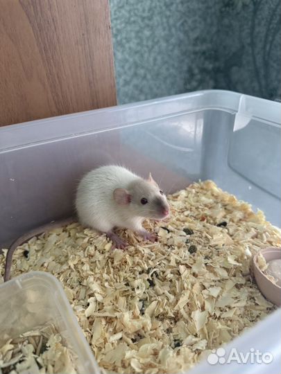 Декоративная крыса дамбо