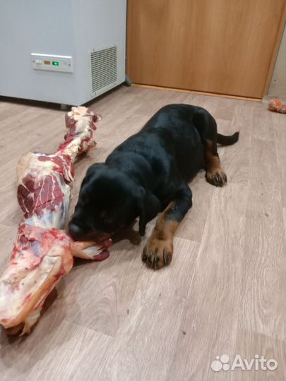 Щенки ротвейлера