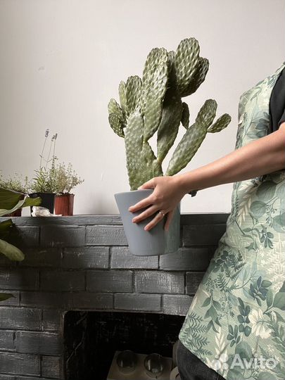 Кактус опунция, 53 см