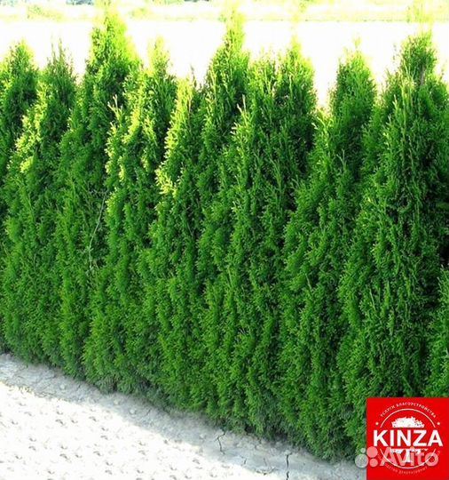 Туя брабант 1,24 м