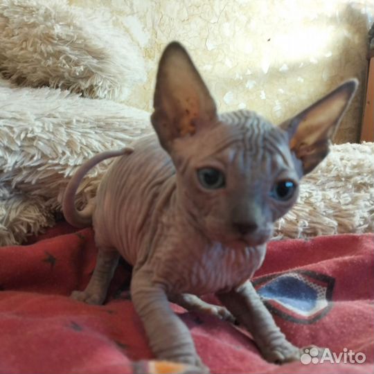Канадский сфинкс котенок