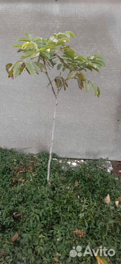 Грецкий орех саженцы