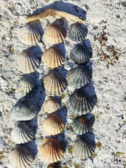 Морские ракушки