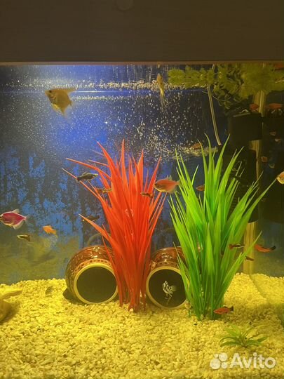 Аквариум с рыбками