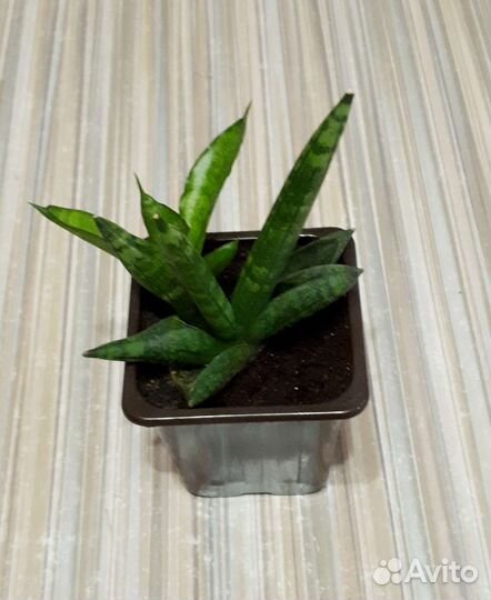 Сансевиерия сортовая