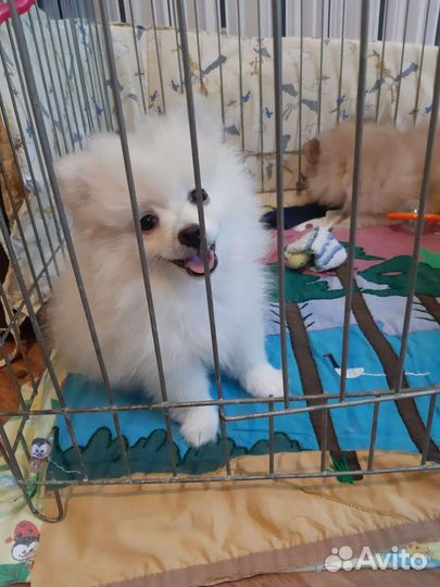 Померанский шпиц щенята