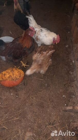 Молодые петухи