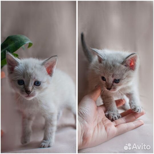 Котята