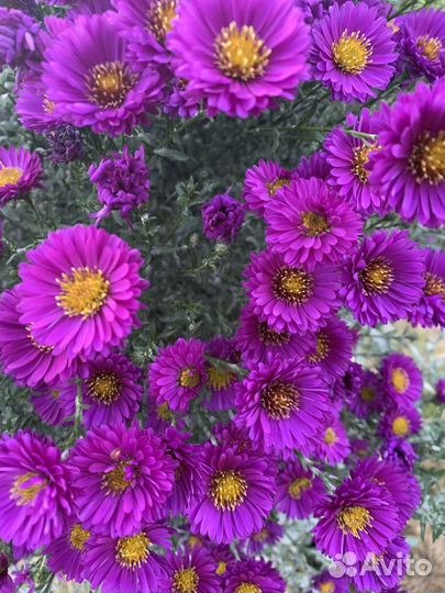 Астры,купена, злаки, молочай, дицентра