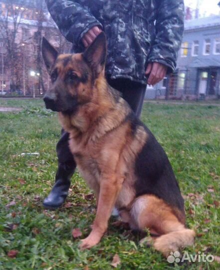 Немецкая овчарка