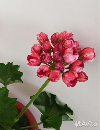 Пеларгонии тюльпановидные