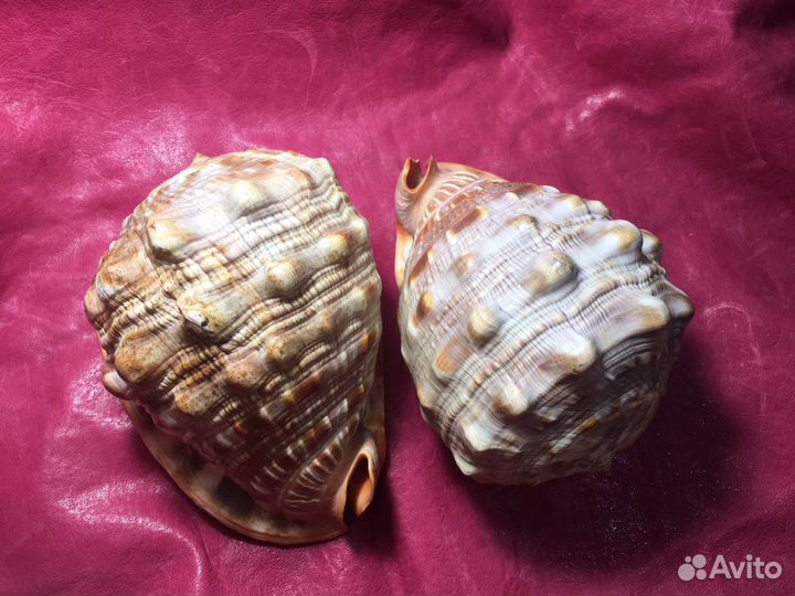 Ракушки 3 шт