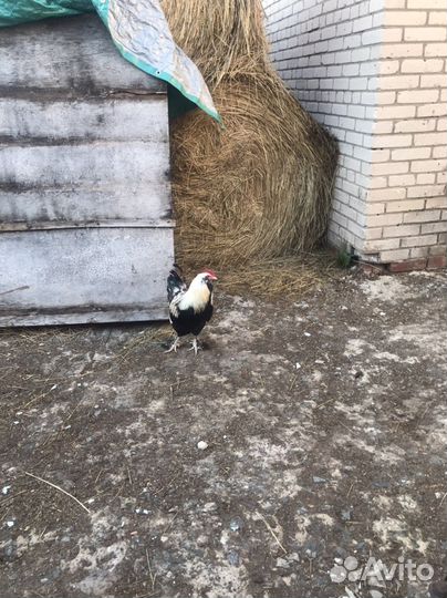 Курочки несушки