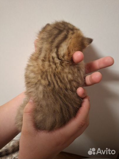 Шотландская шиншилла