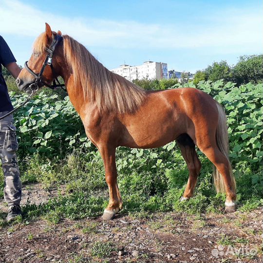 Мерин поникласс
