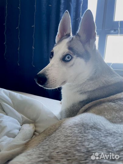 Передержка собак