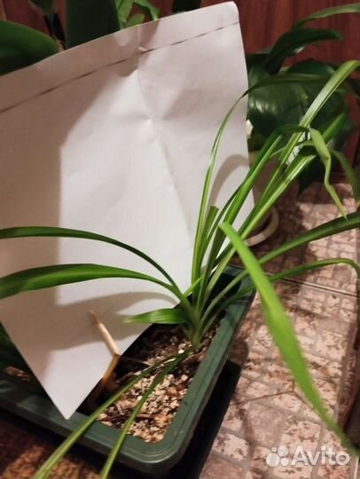 Хлорофитум