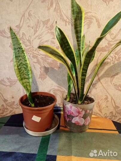 Сансевиерия