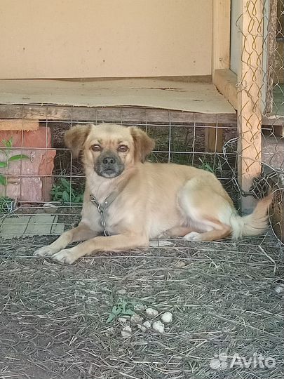 Мелкая собака в добрые руки