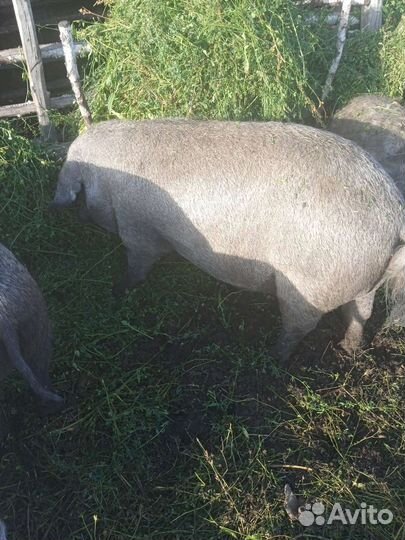 Продается стадо Венгерской Мангалицы