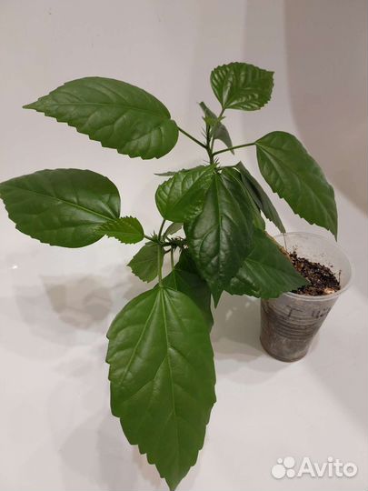 Гибискус (китайская роза)