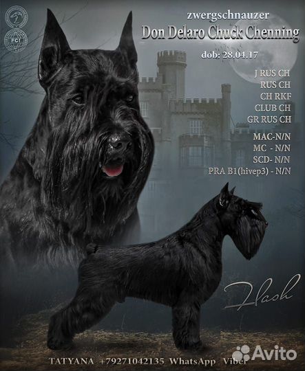 Цвергшнауцер черный