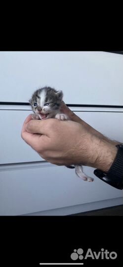 Котята