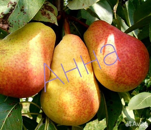 Продам саженцы