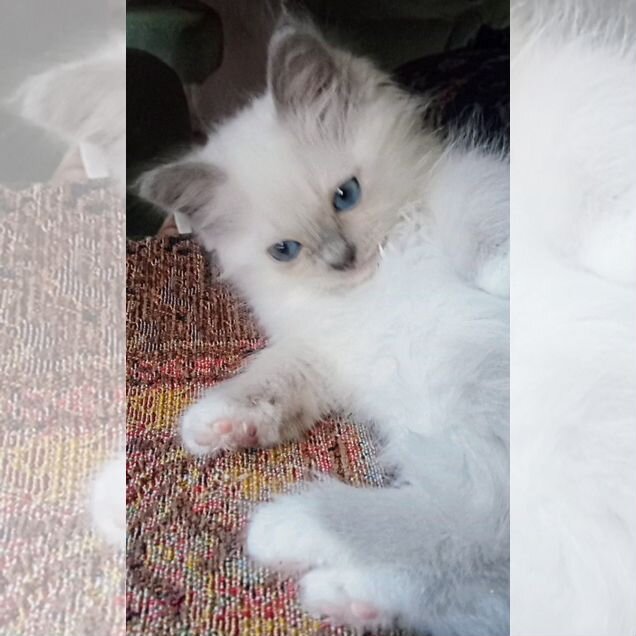 Бирманский котёнок