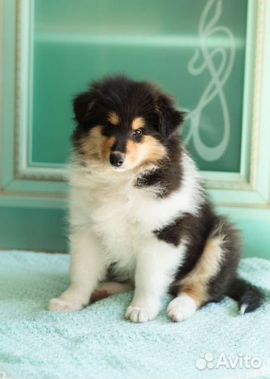 Колли длинношерстный щенки