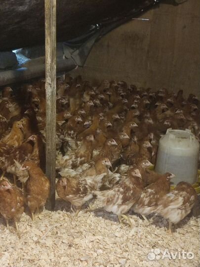 Куры молодки несушки